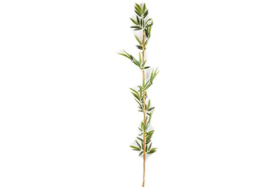 Single Bamboo