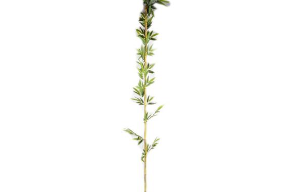 Single Bamboo