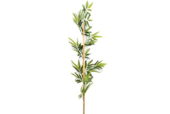 Single Bamboo