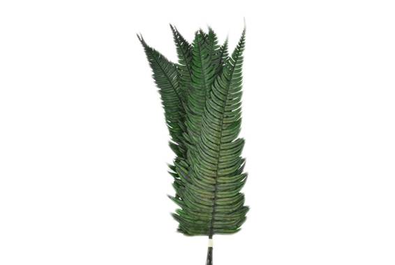 Frunze conservate Rock Fern
