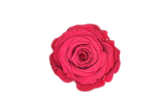 Roseamor Diamond LL
