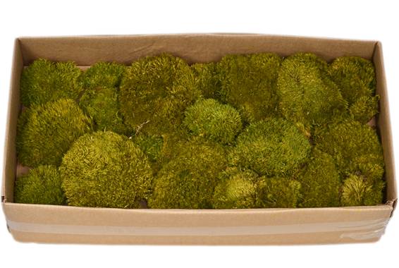 Mood Moss Bulk