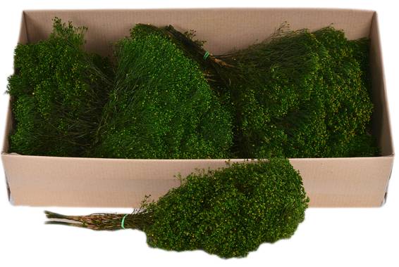 Broom Fleuri Bulk