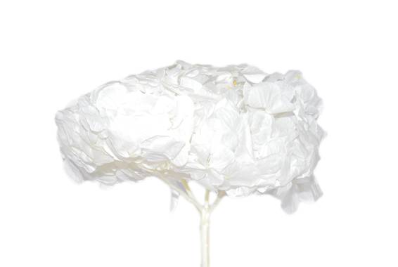 Hortensia