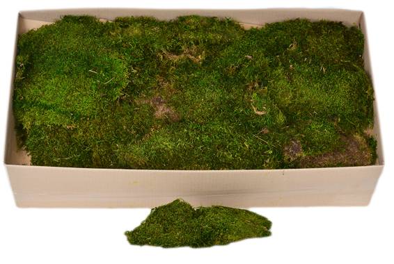 Flat Moss