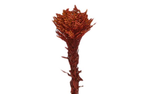 Solidago buchet