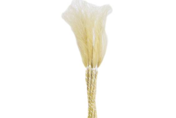 Stipa Pennata, Planta uscata
