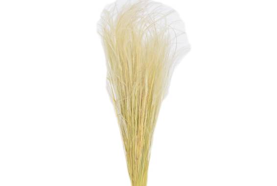 Stipa Pennata