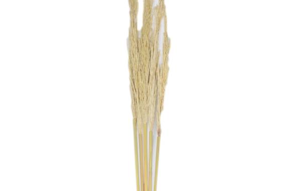 Eryanthus