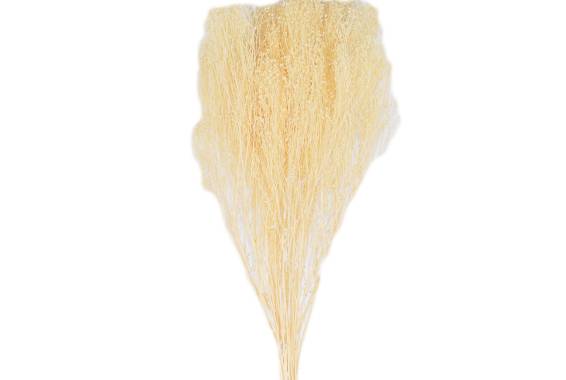 Broom Bloom