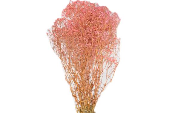 Gypsophila