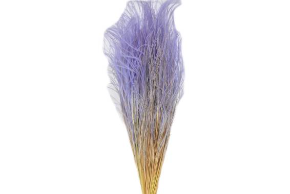 Stipa Pennata