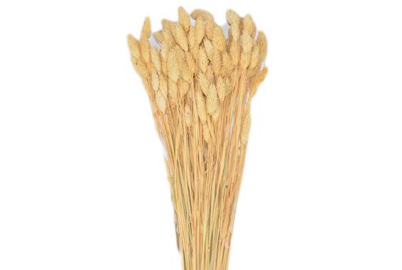 Phalaris