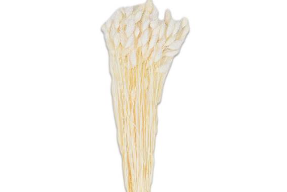 Phalaris