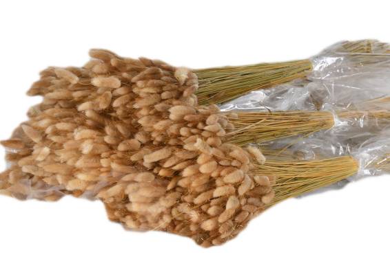 Lagurus