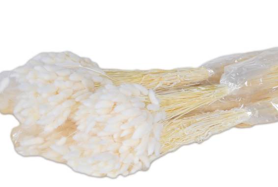 Lagurus