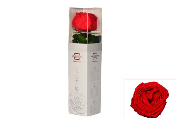 Rosa Garden Mini Gift Box