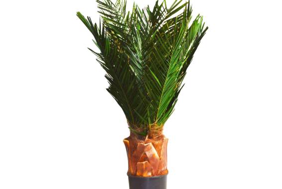 Copac Phoenx Palm