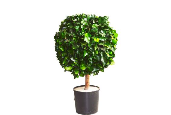 Copac Ivy Sphere