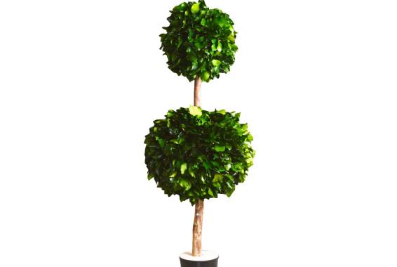Copac Ivy Sphere