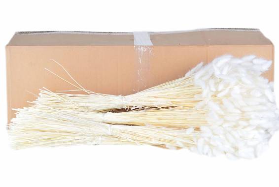 Lagurus 100gr
