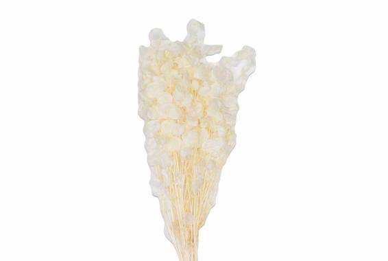 Lunaria Small