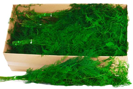 Asparagus plumosus