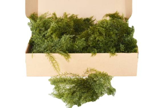Air Fern
