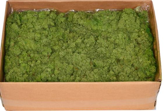 Licheni Norvegia