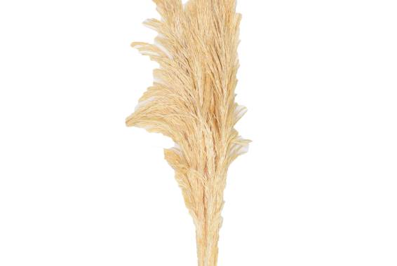 Pampas