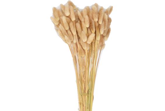 Lagurus