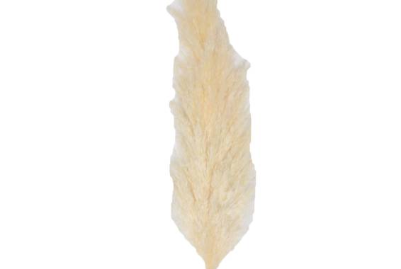 Pampas Naturale