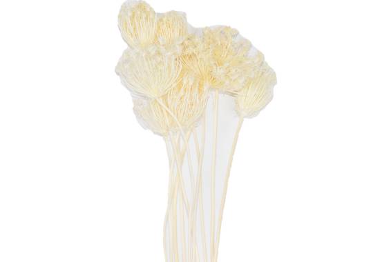 Fennel White