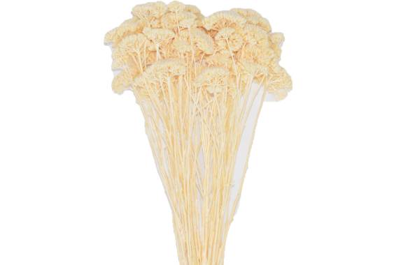 ACHILLEA-WHITE
