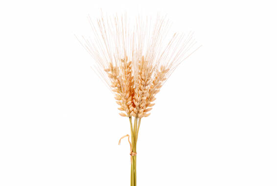 Spighe di Grano