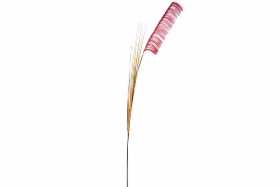 Pampas Singola Grande