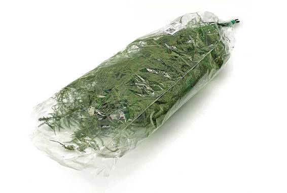 Asparagus plumosus H60-80cm, Green (ASP/0106-VD-)