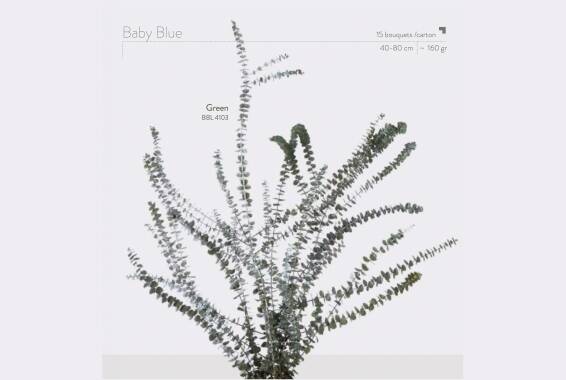 Baby Blue