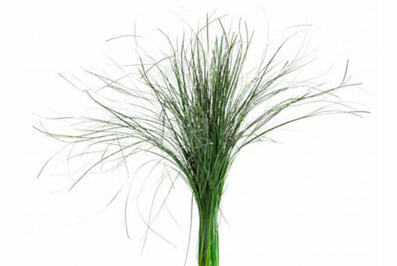 Beargrass