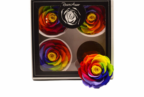 Bella Rainbow