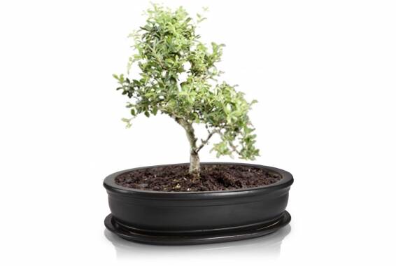 Bonzai