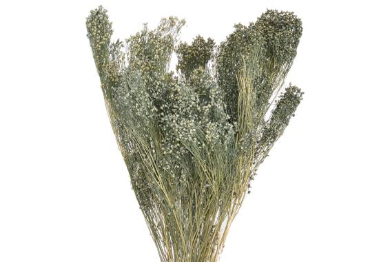 Broom Bloom