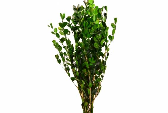 Buxus