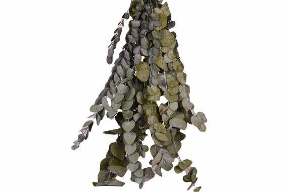 Eucalyptus / Cinerea