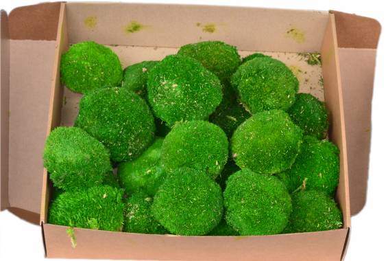 Ball Moss Bulk