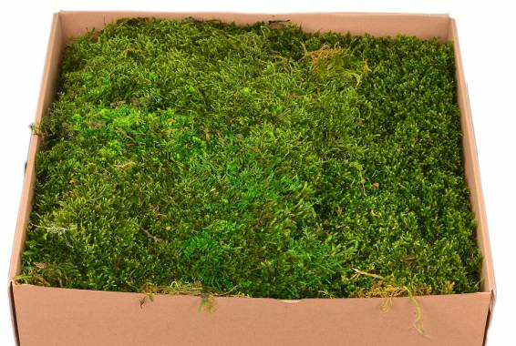 Long Moss Bulk