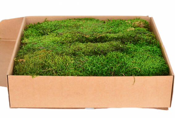 Flat Moss Bulk