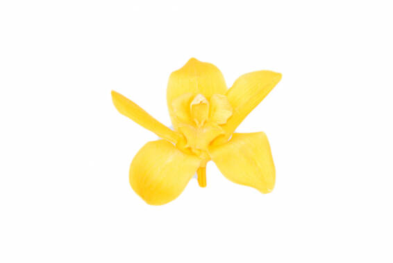 Cymbidium