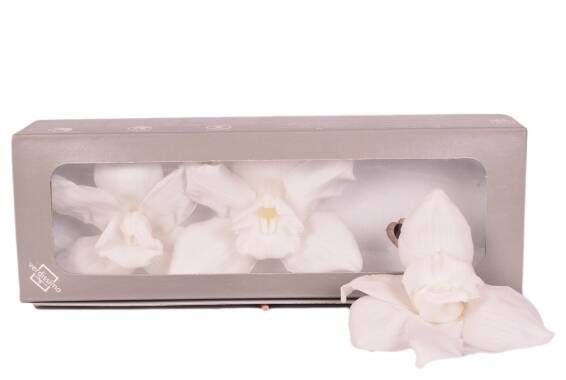 Cymbidium