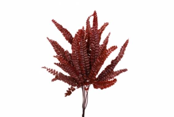 Felci Fern (Feriga)